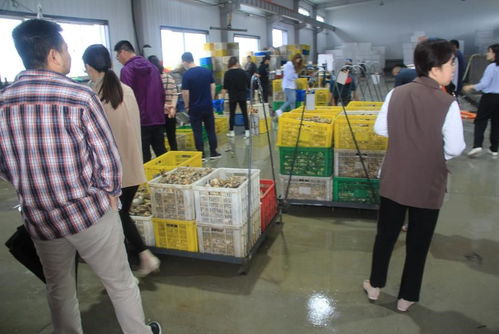 國家重點研發計劃 藍色糧倉科技創新 重點專項 重要水產養殖生物抗病和抗逆性狀的遺傳基礎與調控機制 項目中期檢查會在乳山召開