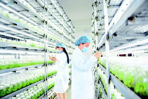 培育優(yōu)質(zhì)種苗